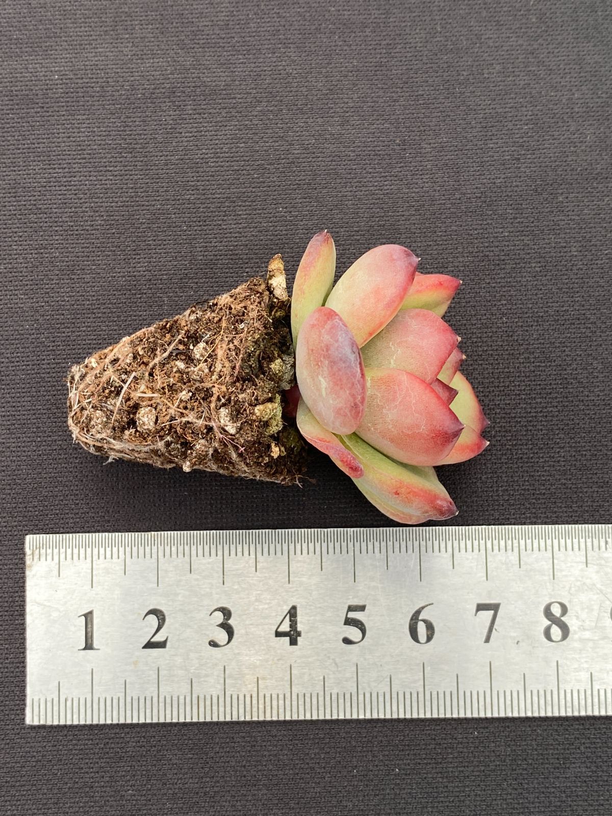 新入荷 15種類セット H234×105苗 土付き 詰め合わせ 多肉植物 105苗 アダム 土と根付き 多肉植物 エケベリア 韓国苗 サボテン