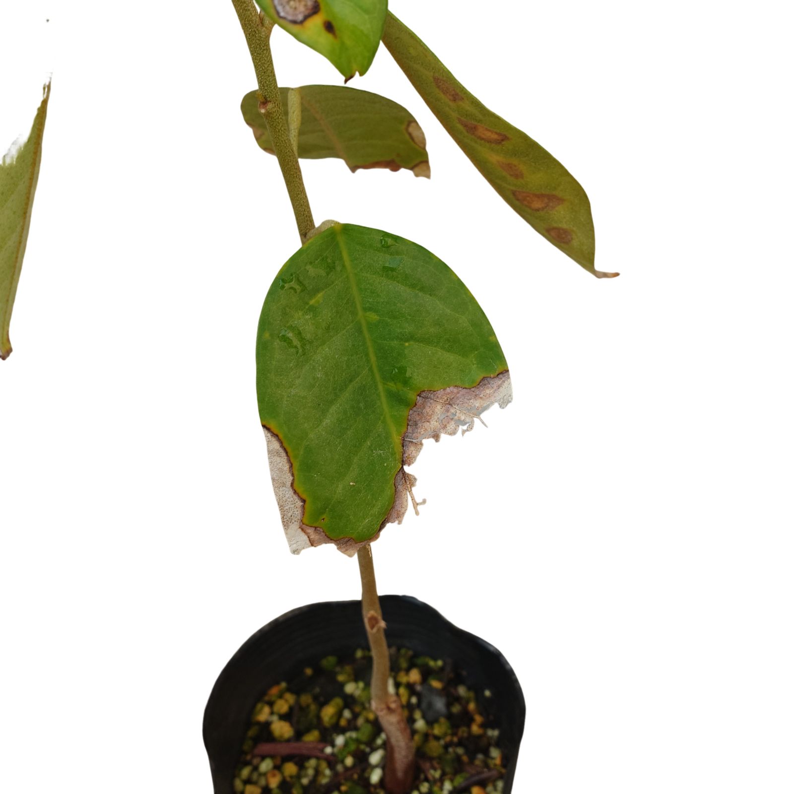 ドリアン モントーン種(Durio zibethinus)実生苗【パンヤ科