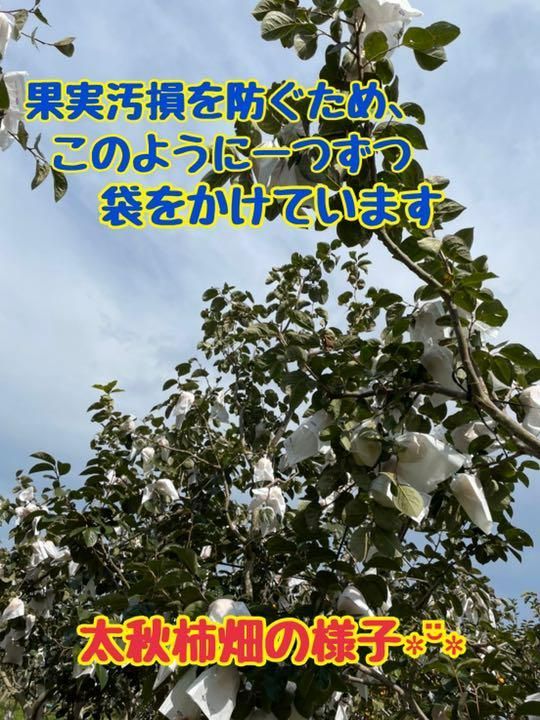 【太秋柿】４キロ箱　11個入-2