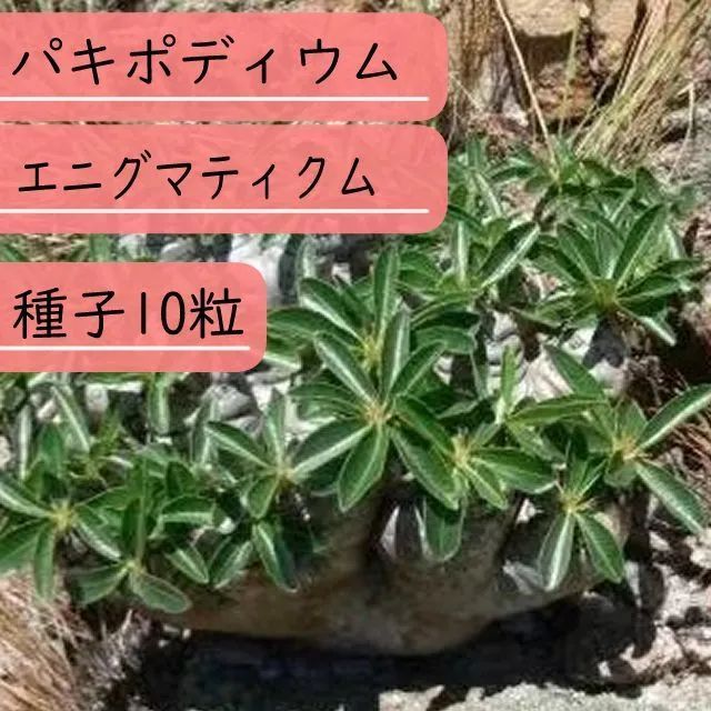 【種子】パキポディウム・エニグマティクム　Pachypodium enigmaticum 種子10粒【送料無料】