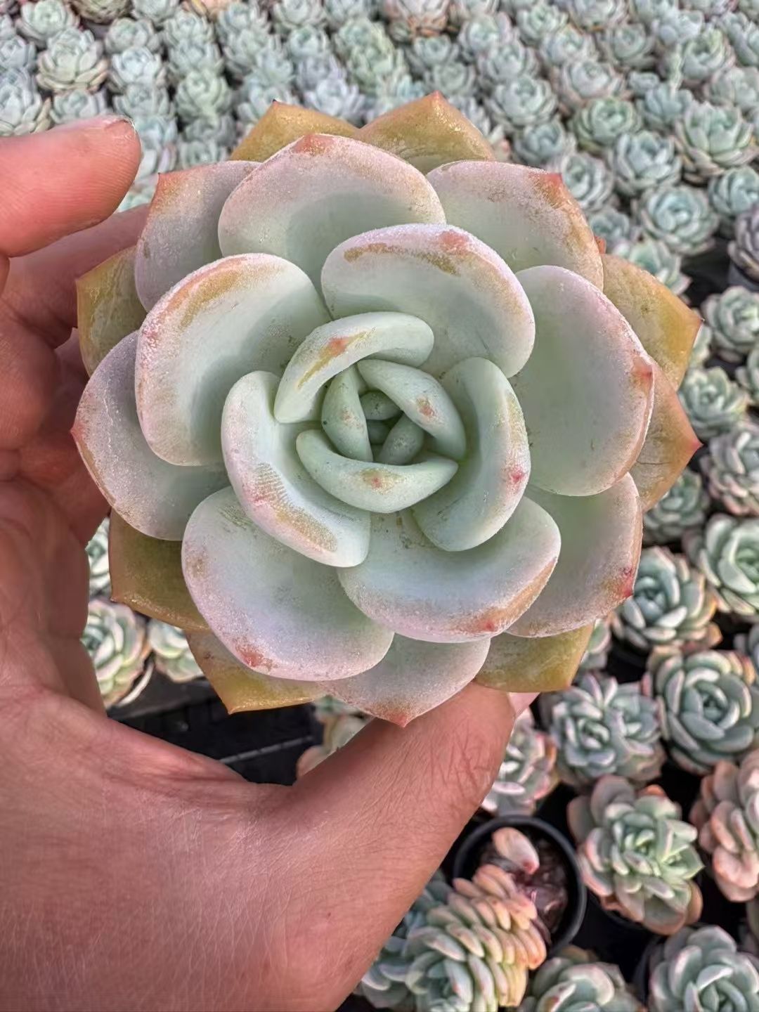 A*n様 S406　タロック　抜き苗　77株　多肉植物 エケベリア 韓国苗 サボ 抜き苗 ホワイトティー XJB538×18株 ふっくら 多肉植物