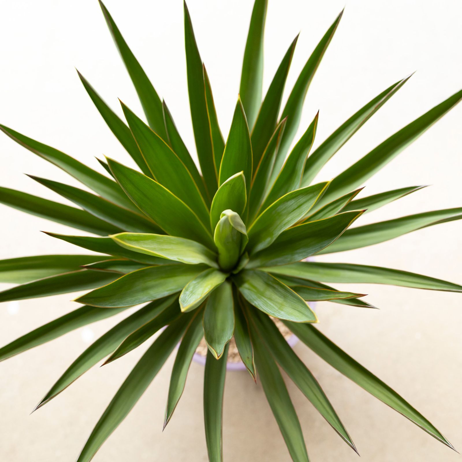 ユッカ・アツバキミガヨラン アツバキミガヨラン (Yucca gloriosa)
