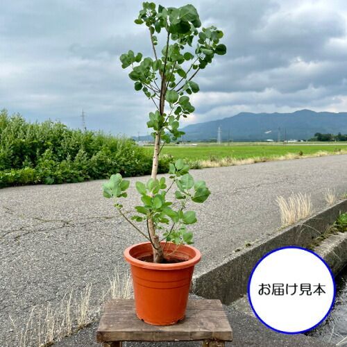 2種類から選べる