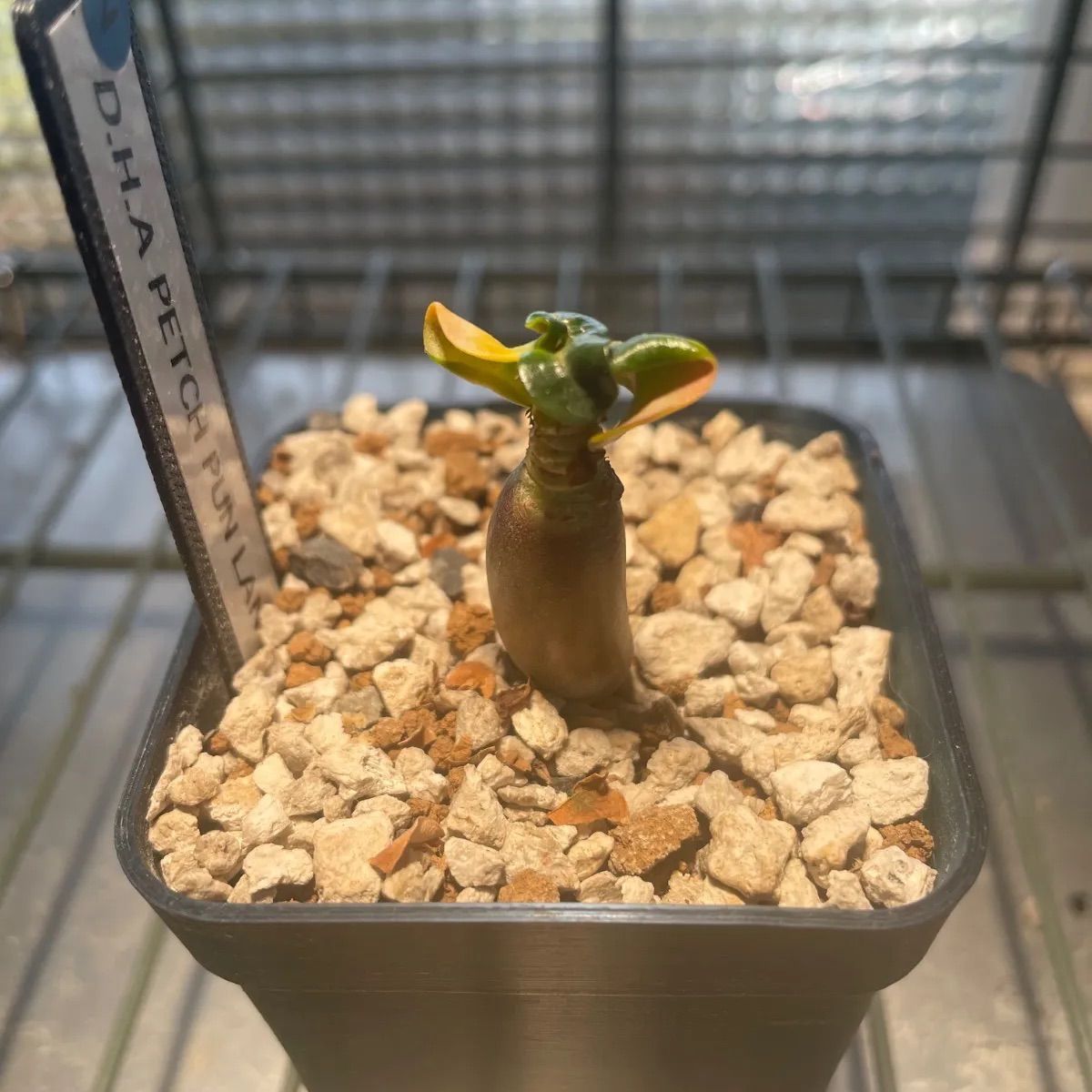 アデニウム 獅子葉 D.H.A. PETCH PUN LAN 実生 2 - メルカリ