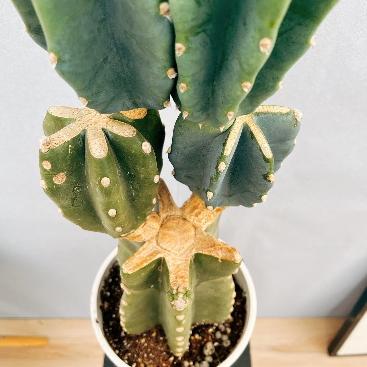 現品］☆人気☆ 19番 柱サボテン 鬼面角 ブランチ 6号 観葉植物