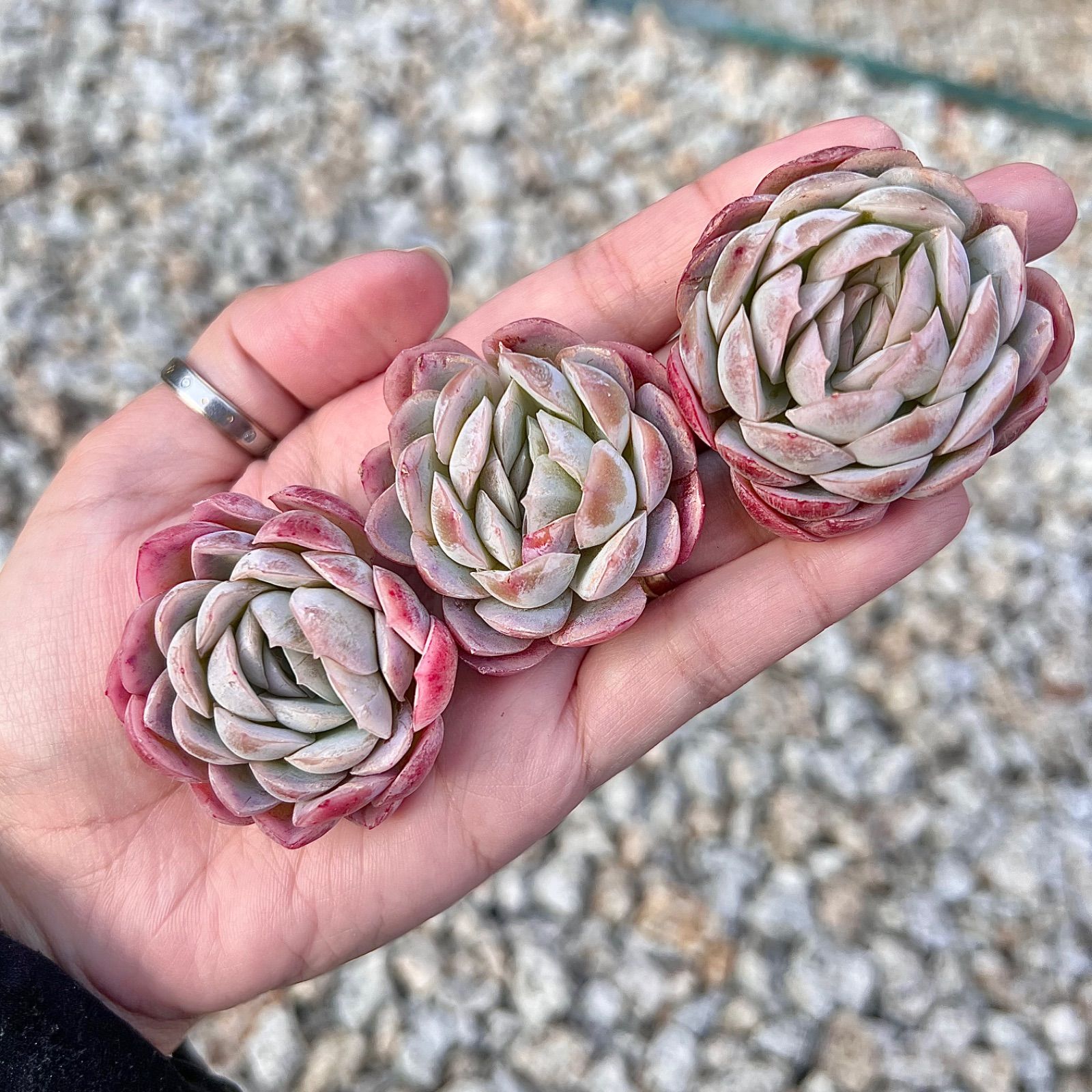 多肉植物 ラズベリーアイスhyb 韓国苗 1苗 - メルカリ