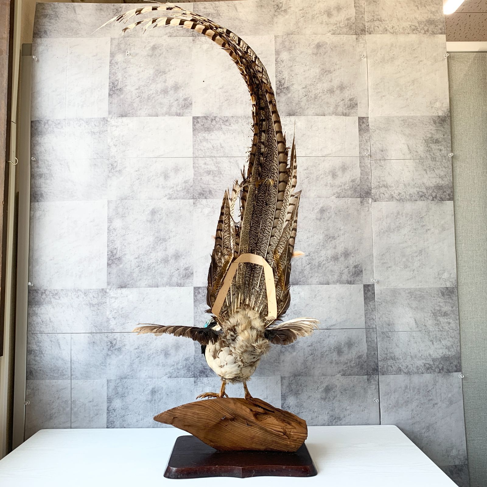 銀鶏鳥 ギンケイ 剥製 キジ科 置物 インテリア オブジェ 飾り