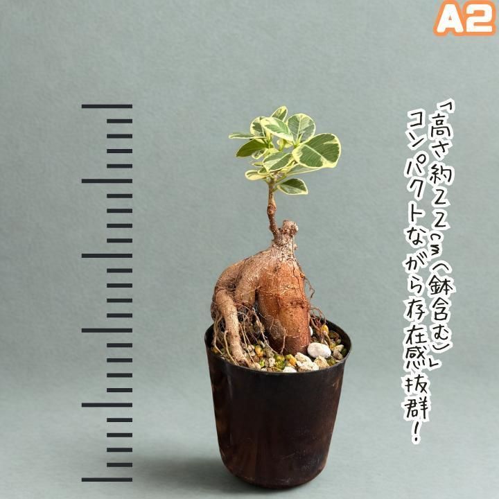 希少！ 斑入りパンダガジュマルA2・接木・枝分岐・管理しやすい無機質  