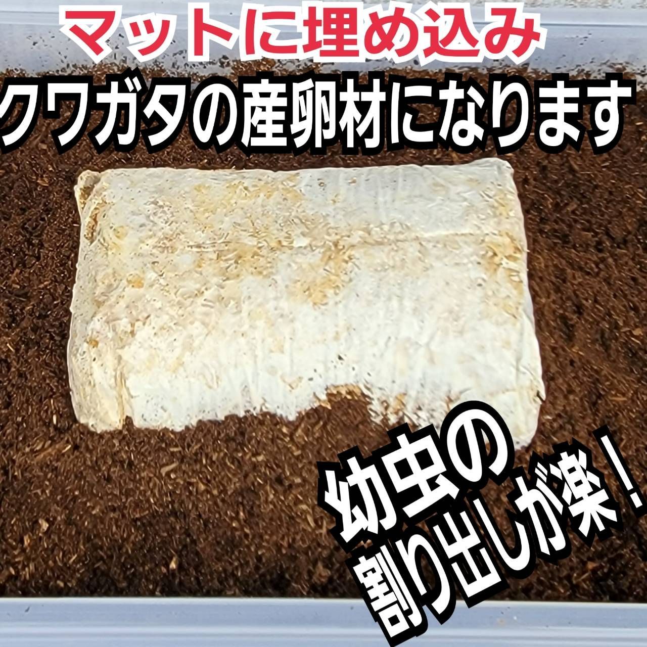 クワガタの産卵木の代わりになります！オオヒラタケ菌床ブロック 材 