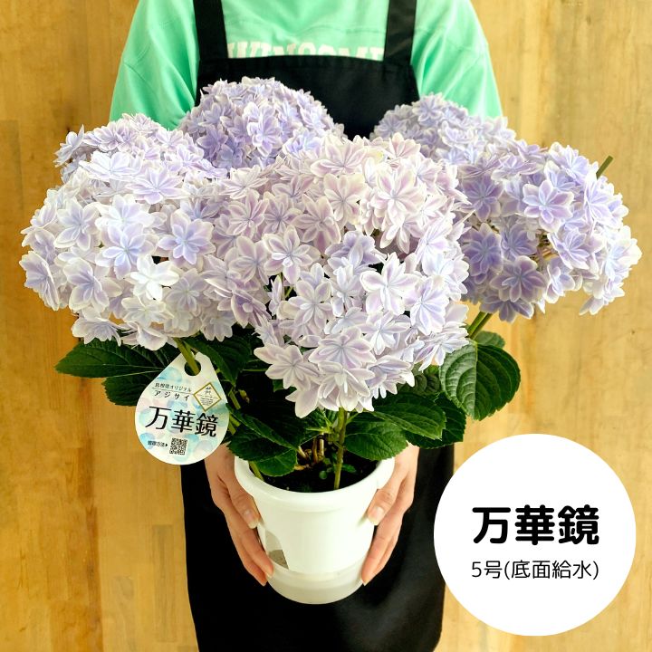 寄せ植え]持ち手付きブリキポットに！アイビーゼラニウム