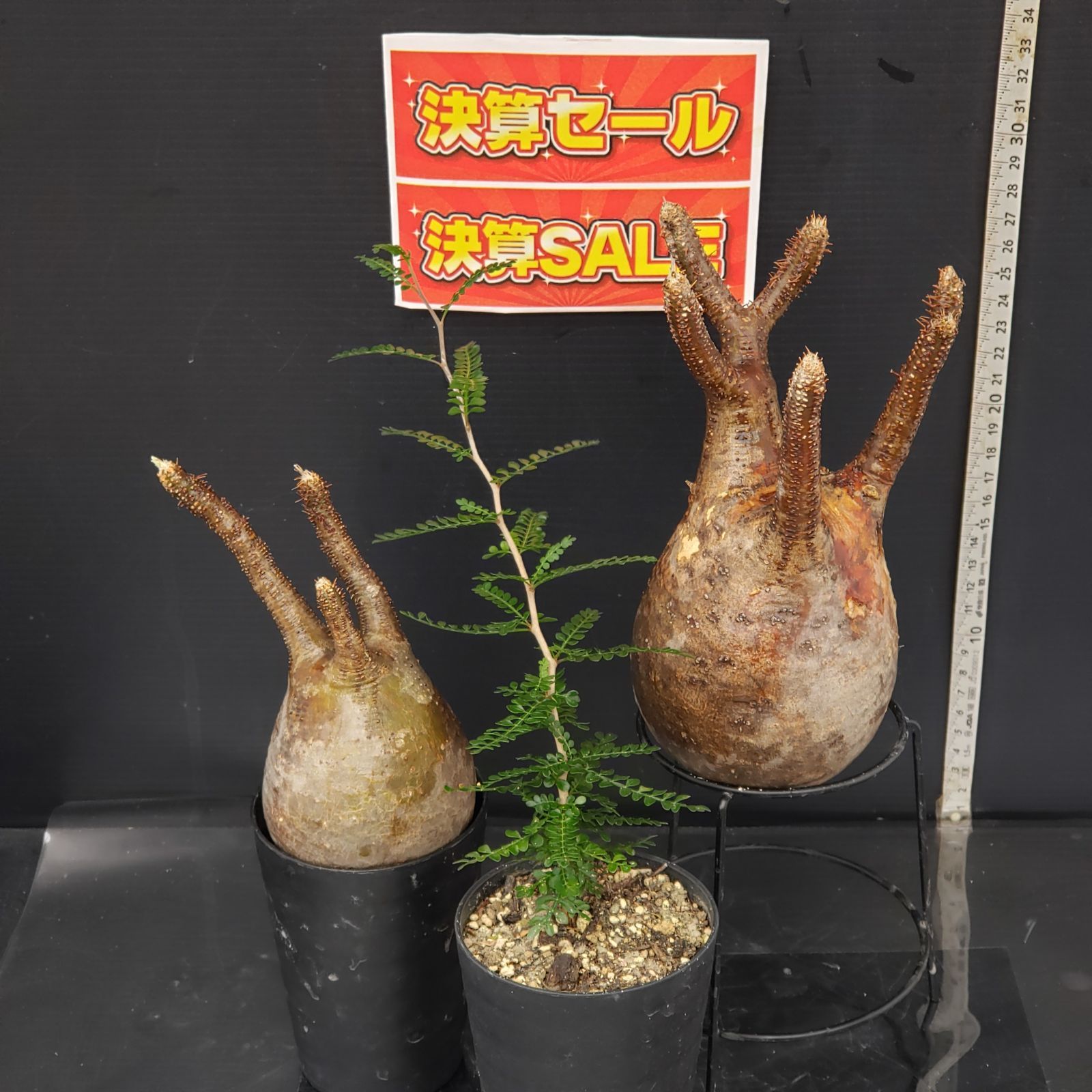 T422【自社養生株】モンソニア ムルチフィダ（現地球・発根株・鉢植え