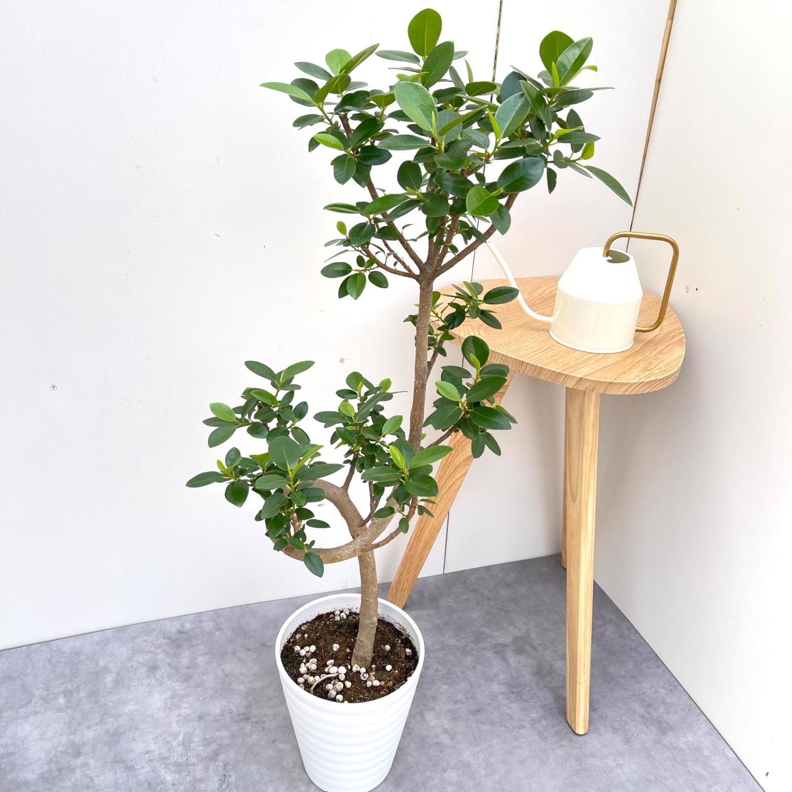 フランスゴム 曲がり 5 現品 観葉植物 室内 7号