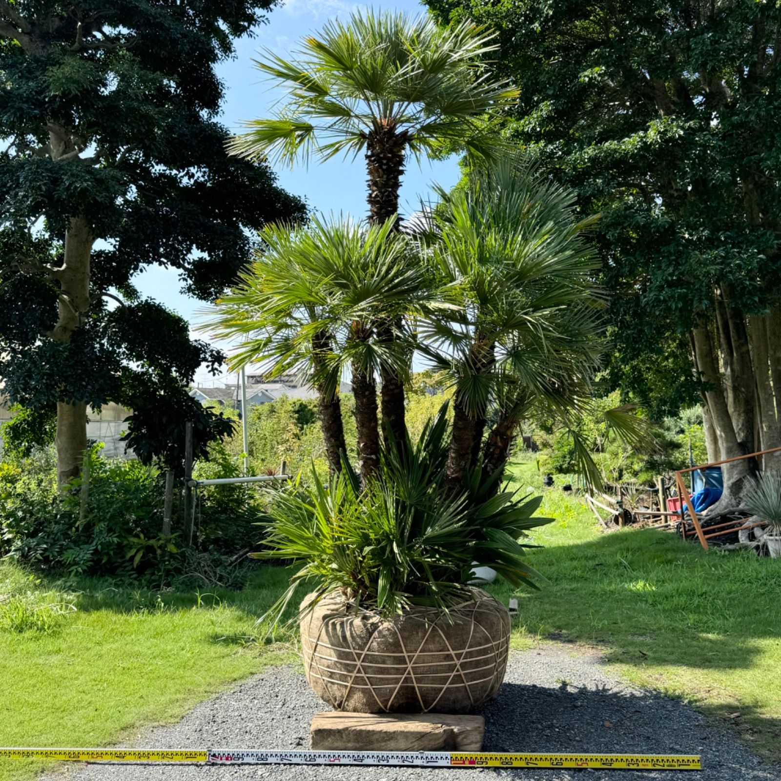 極上】チャメロプス チャメロップス - メルカリ