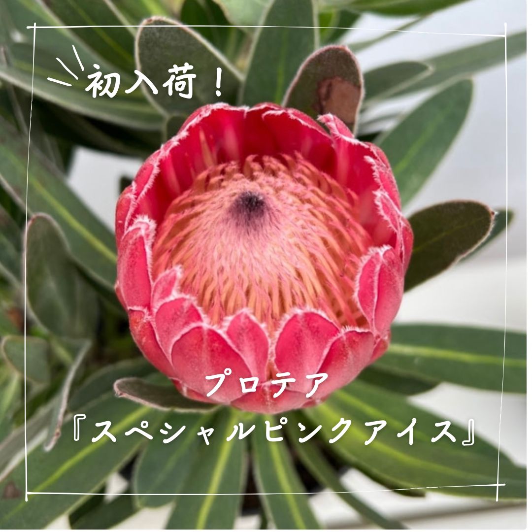 プロテア苗　プロテア　スペシャルピンクアイス　1鉢 プロテア スペシャルピンクアイス | 沼ノ上農園