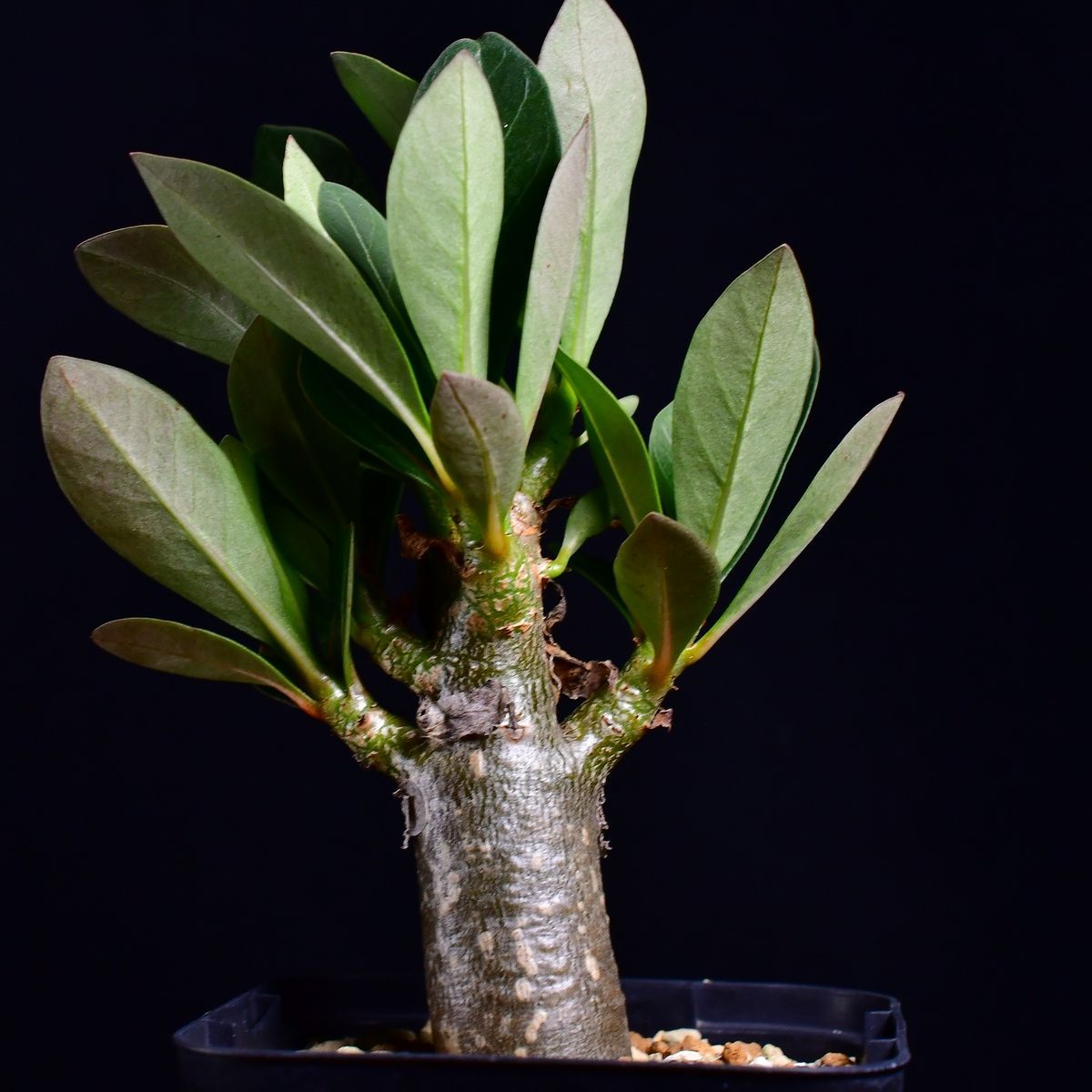 3W8 実生 2株セット アデニウム・ソマレンセ/タイ ソコトラナム