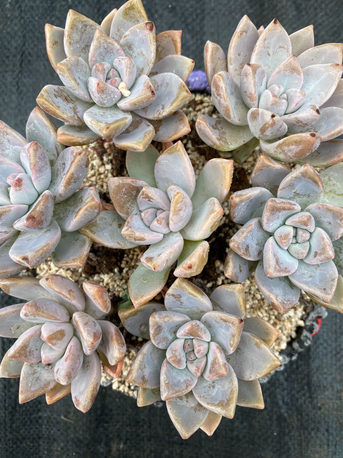 残7苗ෆ˚*感謝セールෆ˚* ゼリーオレンジ 1苗 抜き苗 寄せ植え 多肉植物 残7苗ෆ˚*感謝セールෆ˚* ゼリーオレンジ 1苗 抜き苗 寄せ植え