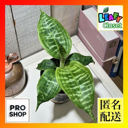 カタログ価の半額 竜切手 百文 無紙Ⅰ版 管理番号A-137