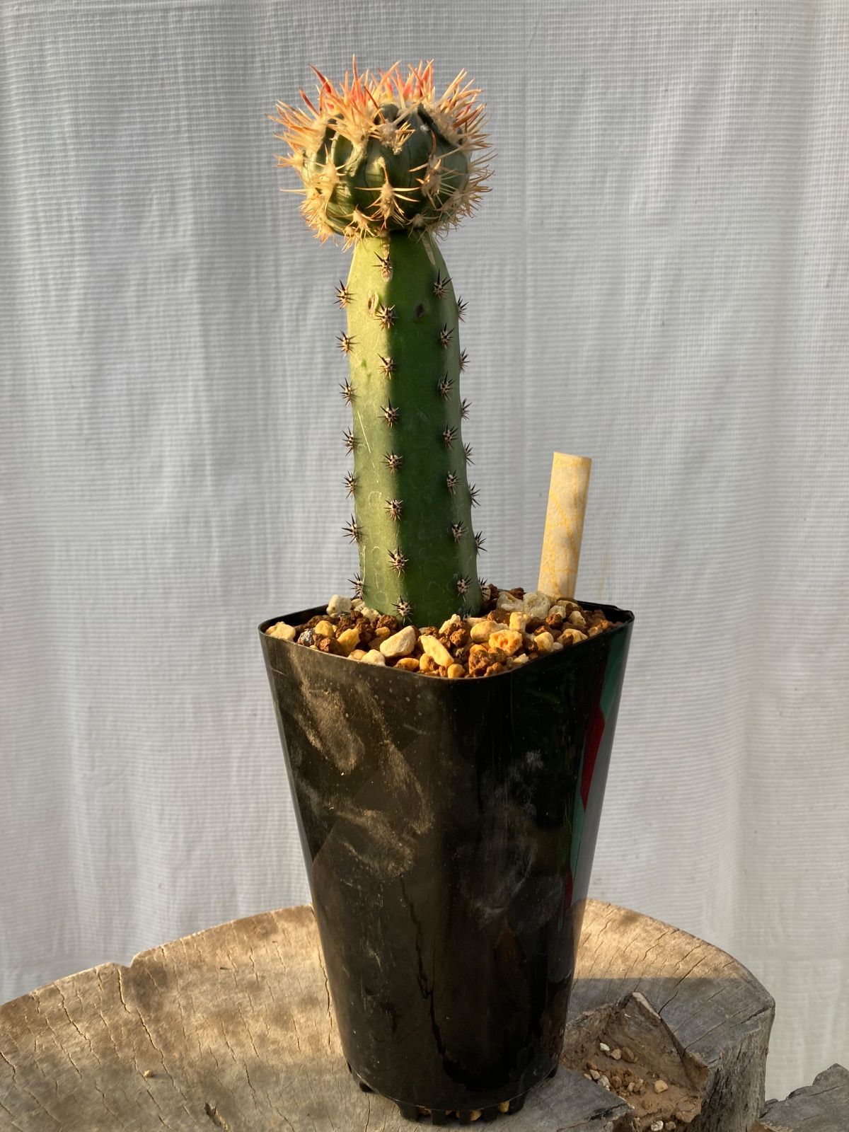 エキノカクタス 綾波モンストローサ　選抜株 エキノカクタス 綾波モンストローサ 選抜株 エキノカクタス 綾波