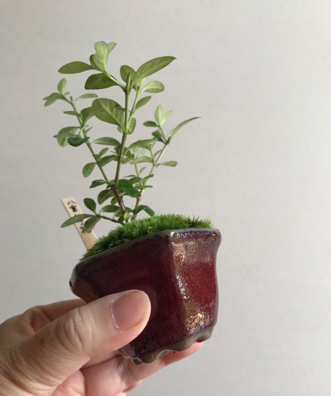 ミニ盆栽 八重白丁花 ヤエハクチョウゲ 赤茶系の鉢 メルカリshops