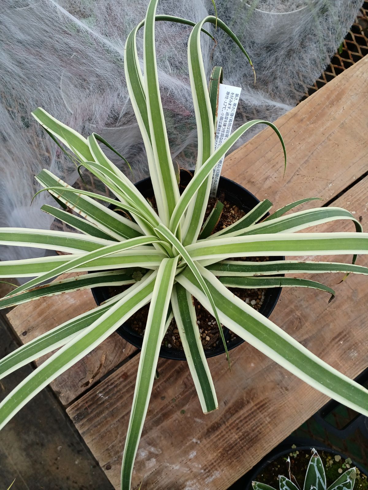 アガベ ブラクテオーサ モンテレイフロスト 現物》アガベ ブラクテオーサ「モンテレーフロスト」 特選株 No.10005