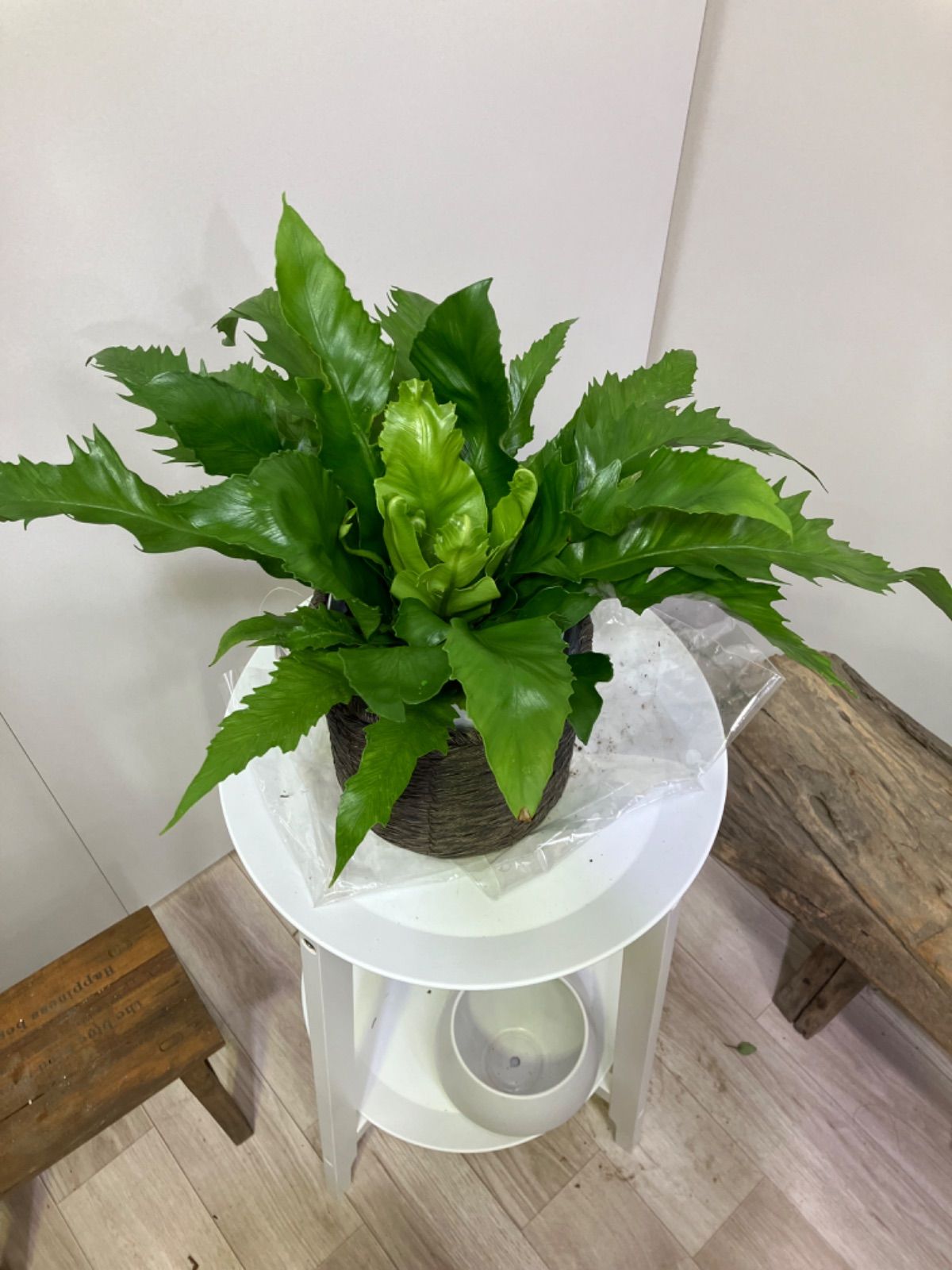 アスプレニウム　ビーナス　稀少　オオタニワタリ　シダ植物　観葉植物