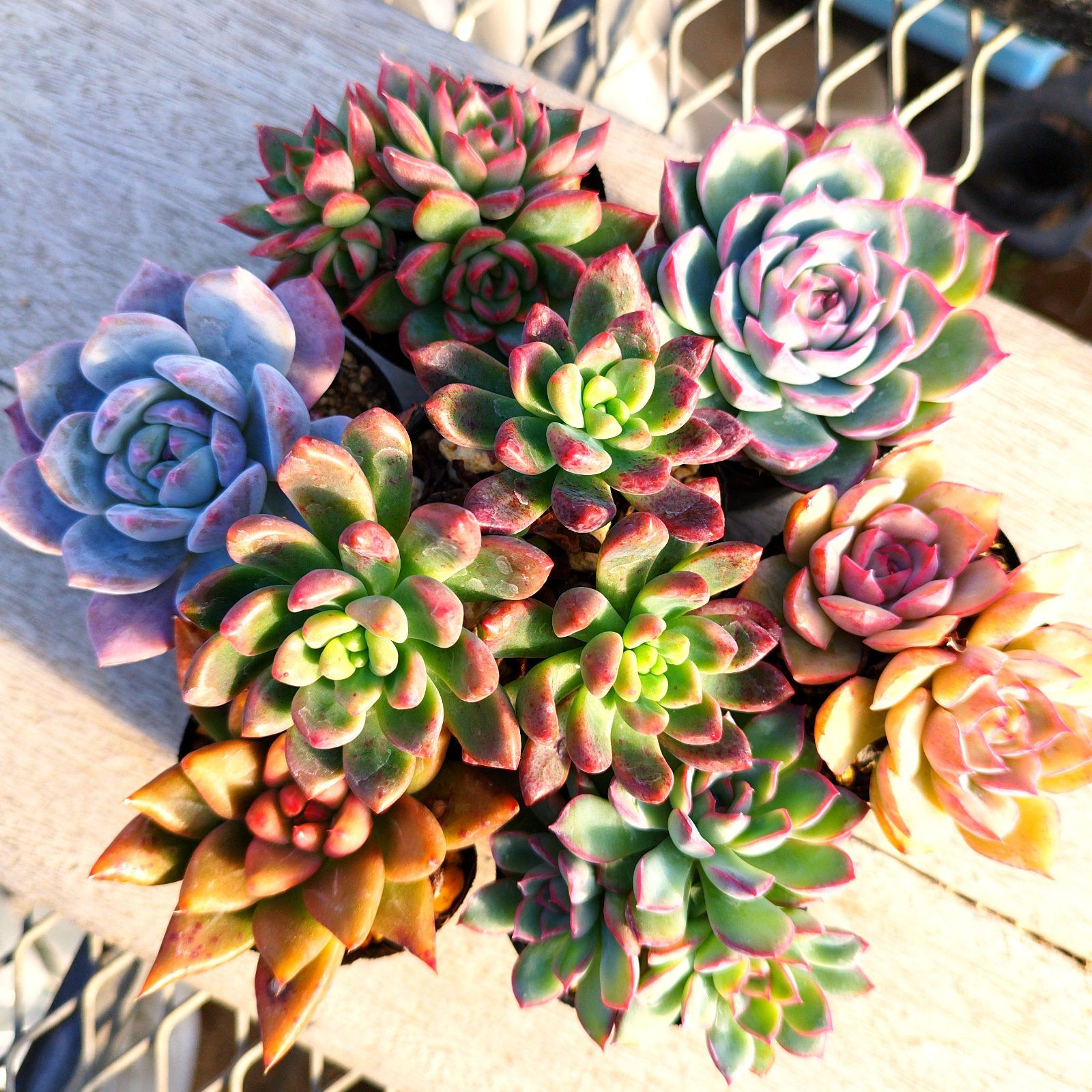 多肉植物 エケベリア パキベリア 7種セット cq1 抜き苗 - メルカリ