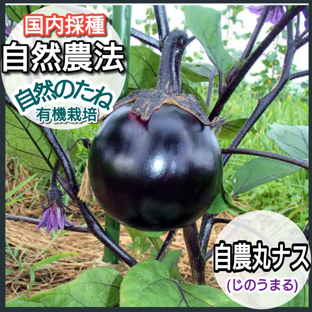信州みどり ピーマン ピーマンの種 家庭菜園 国内採種 自然農法