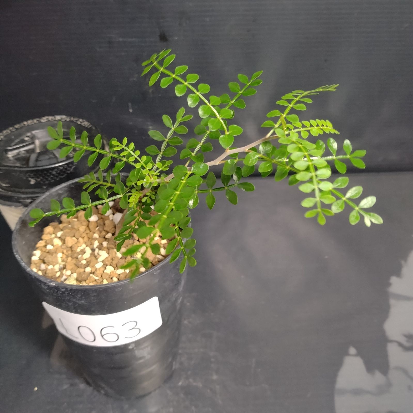 【鉢植えのまま発送】オペルクリカリア・パキプス 実生11年株 鉢植えのまま発送】オペルクリカリア・パキプス 実生8年株