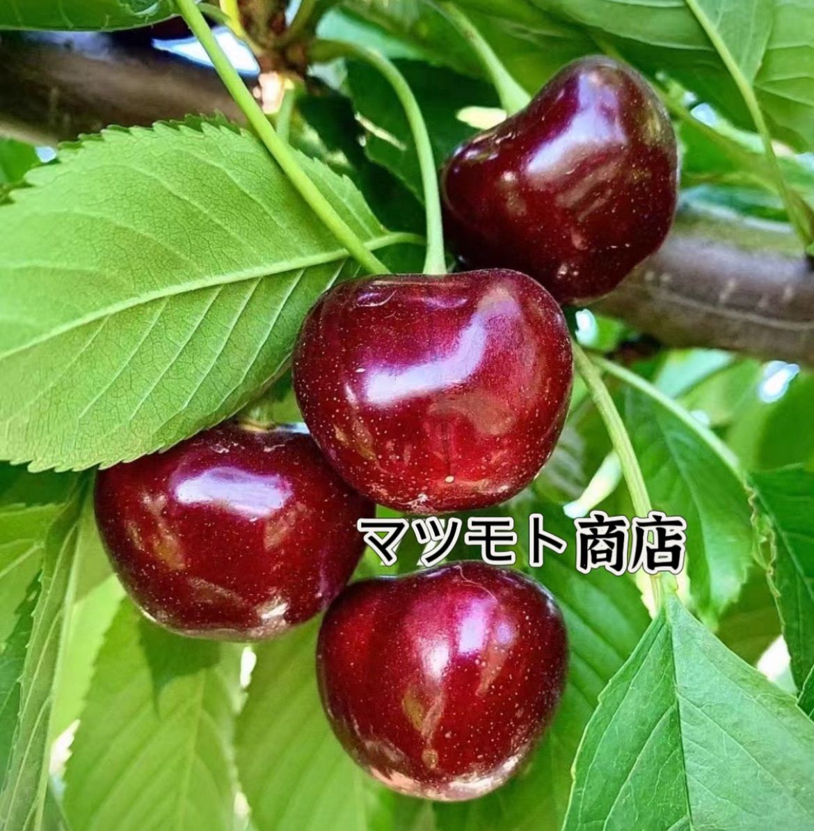 クール便‼️超特大9R‼️ダークチェリーアメリカンチェリーさくらんぼ4kg クール便4kg‼️数量限定超特大9R‼️ダークチェリーアメリカンチェリー