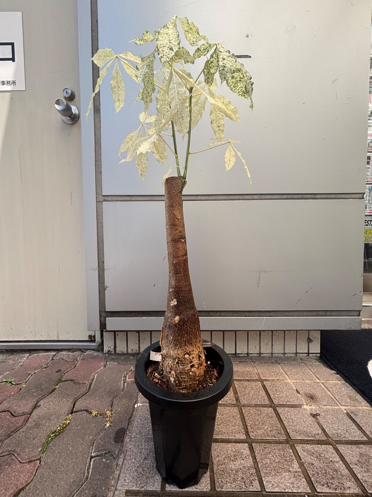 パキラ ミルキーウェイ 5号 6 パキラ ミルキーウェイ 6 斑入りパキラ「ミルキーウェイ」5号・6号