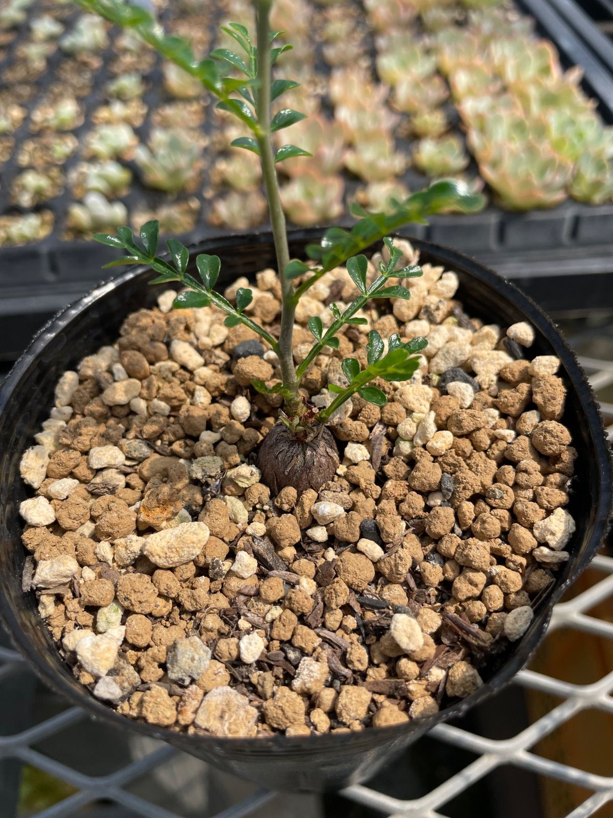 ベアルート株Y47】 Operculicarya pachypus オペルクリカリア パキプス