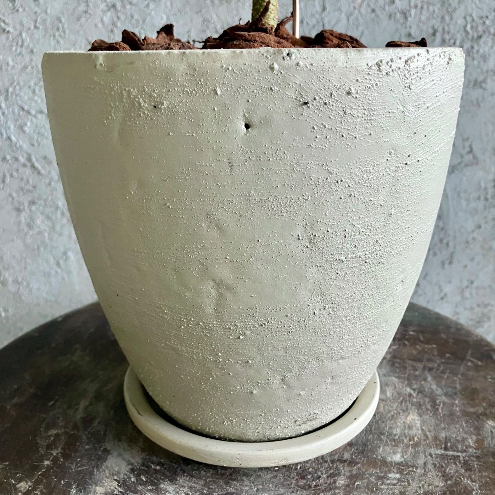 エバーフレッシュ 曲がり仕立て 6号 テラコッタ鉢植え グレイッシュ