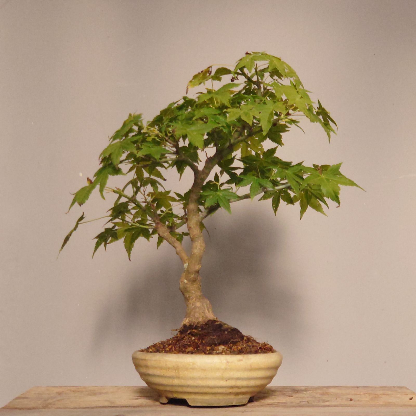 盆栽 モミジ 山もみじ寄せ植え 石付きを販売｜入門は盆栽妙 – 盆栽