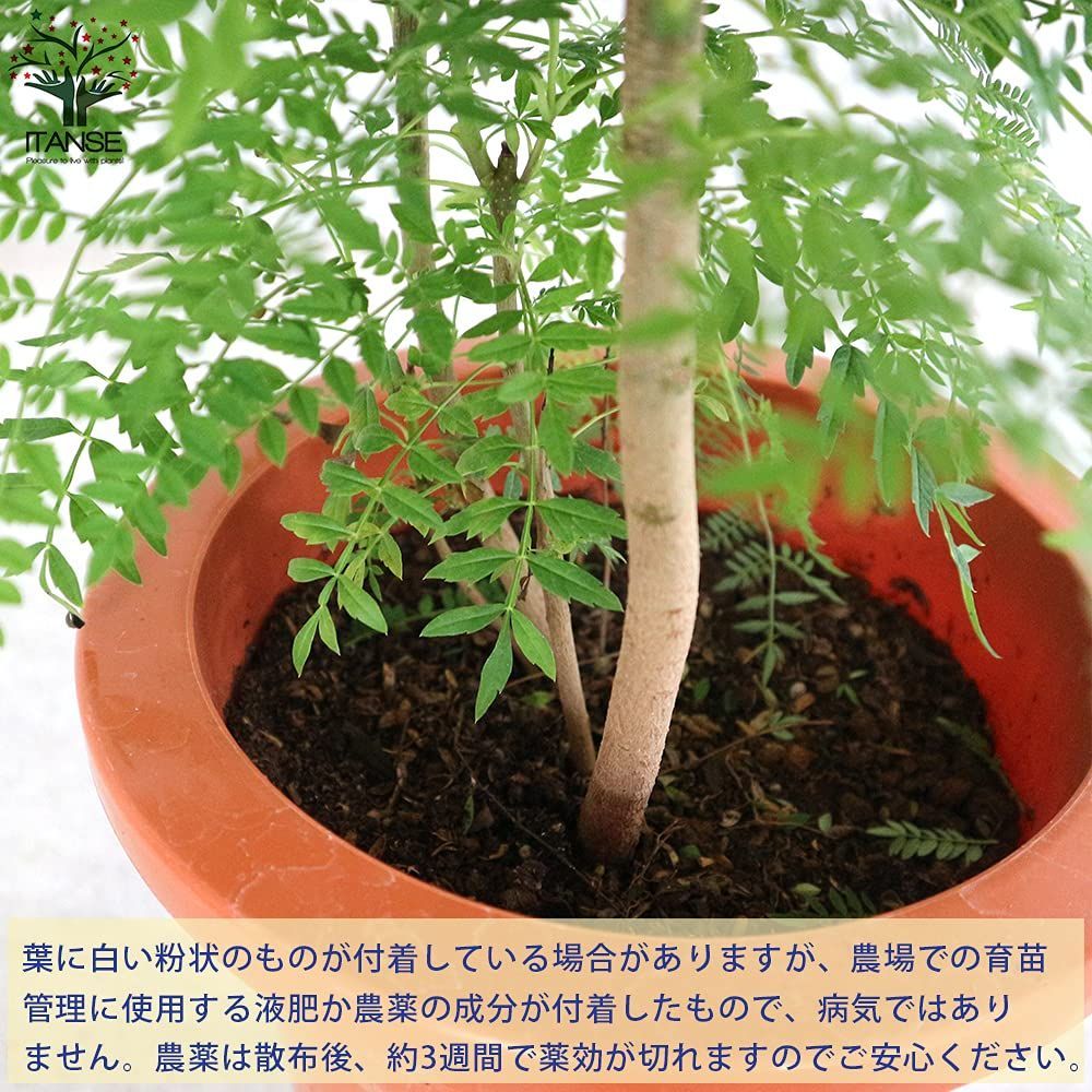 ミモシフォリア