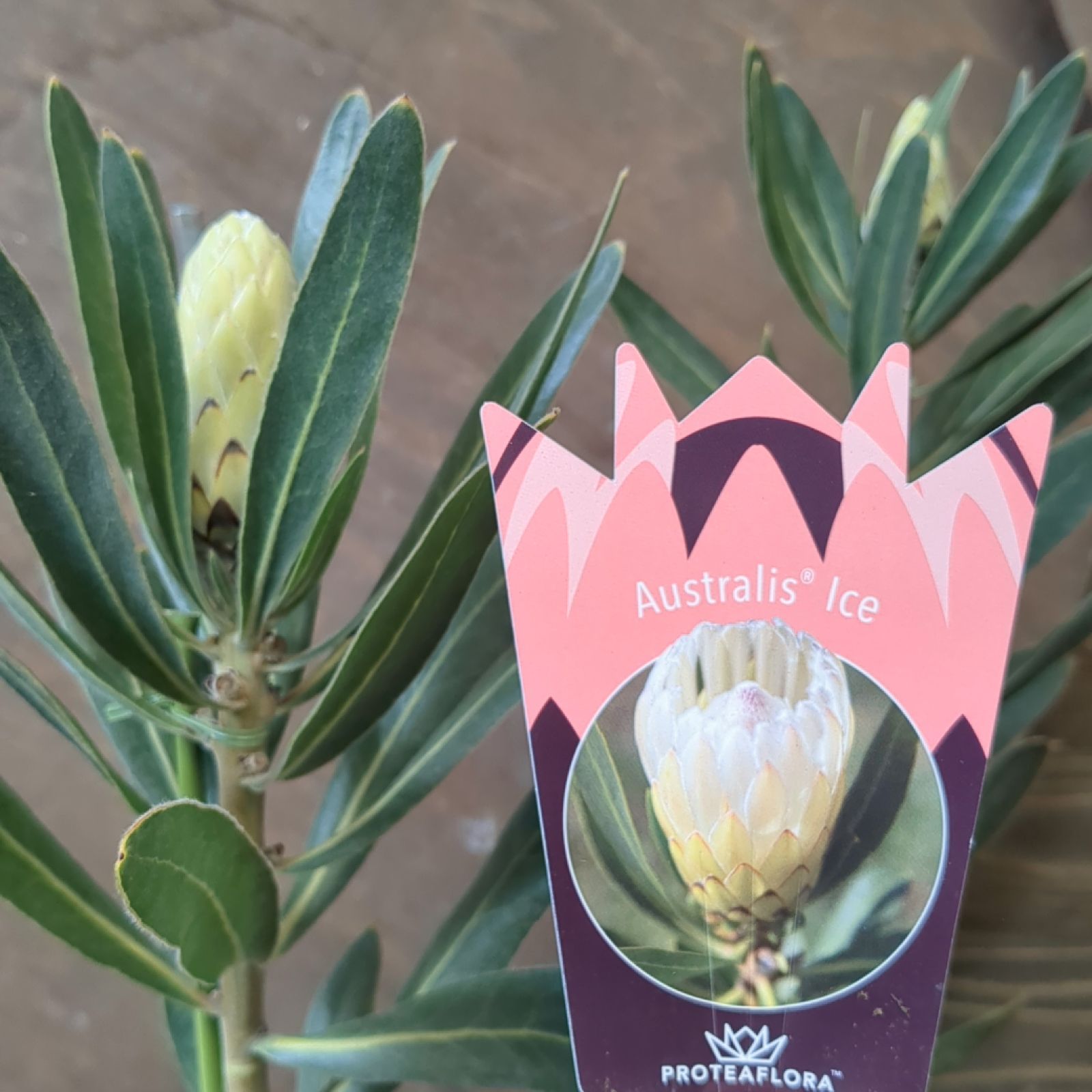 プロテアオーストラリスピンク 希少3フラワー プロテア オーストラリス