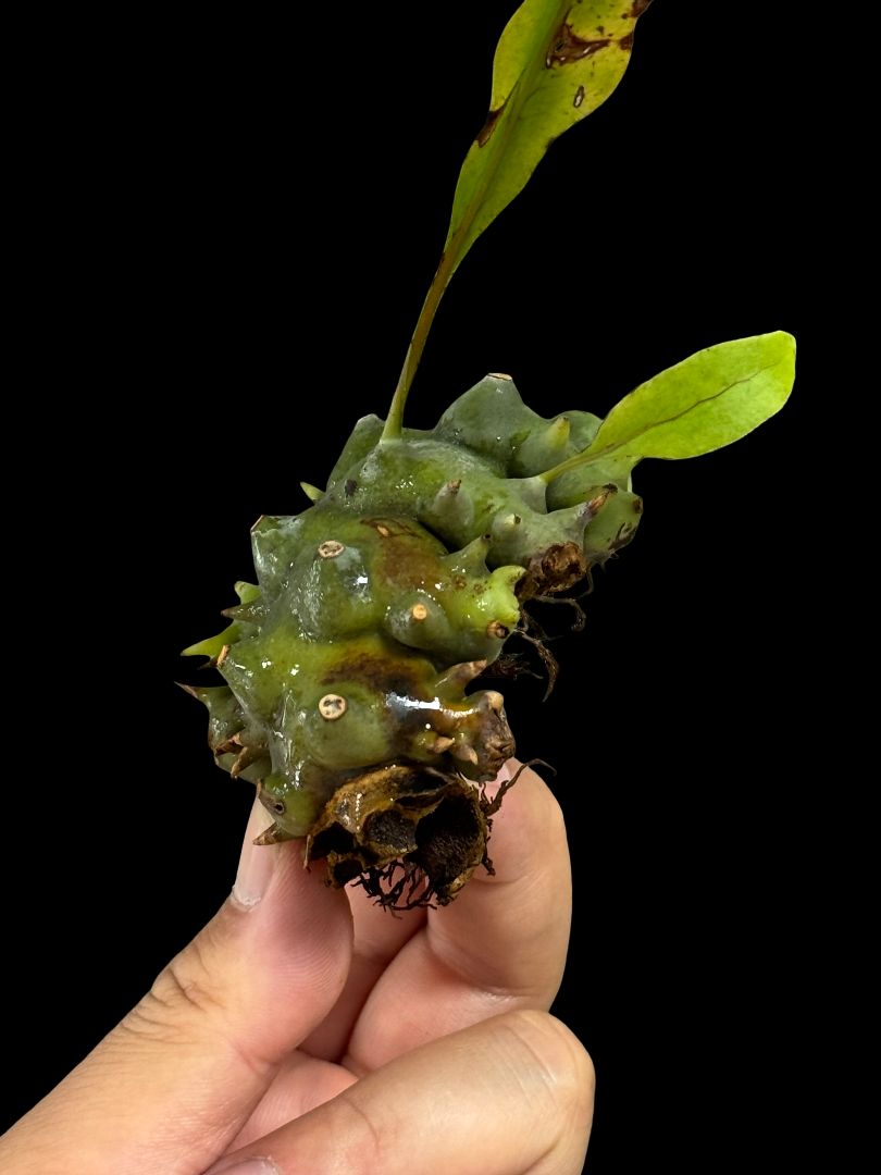 ▽Lecanopteris Spp balgooyi▽ B45 レカノプテリス バルゴイ