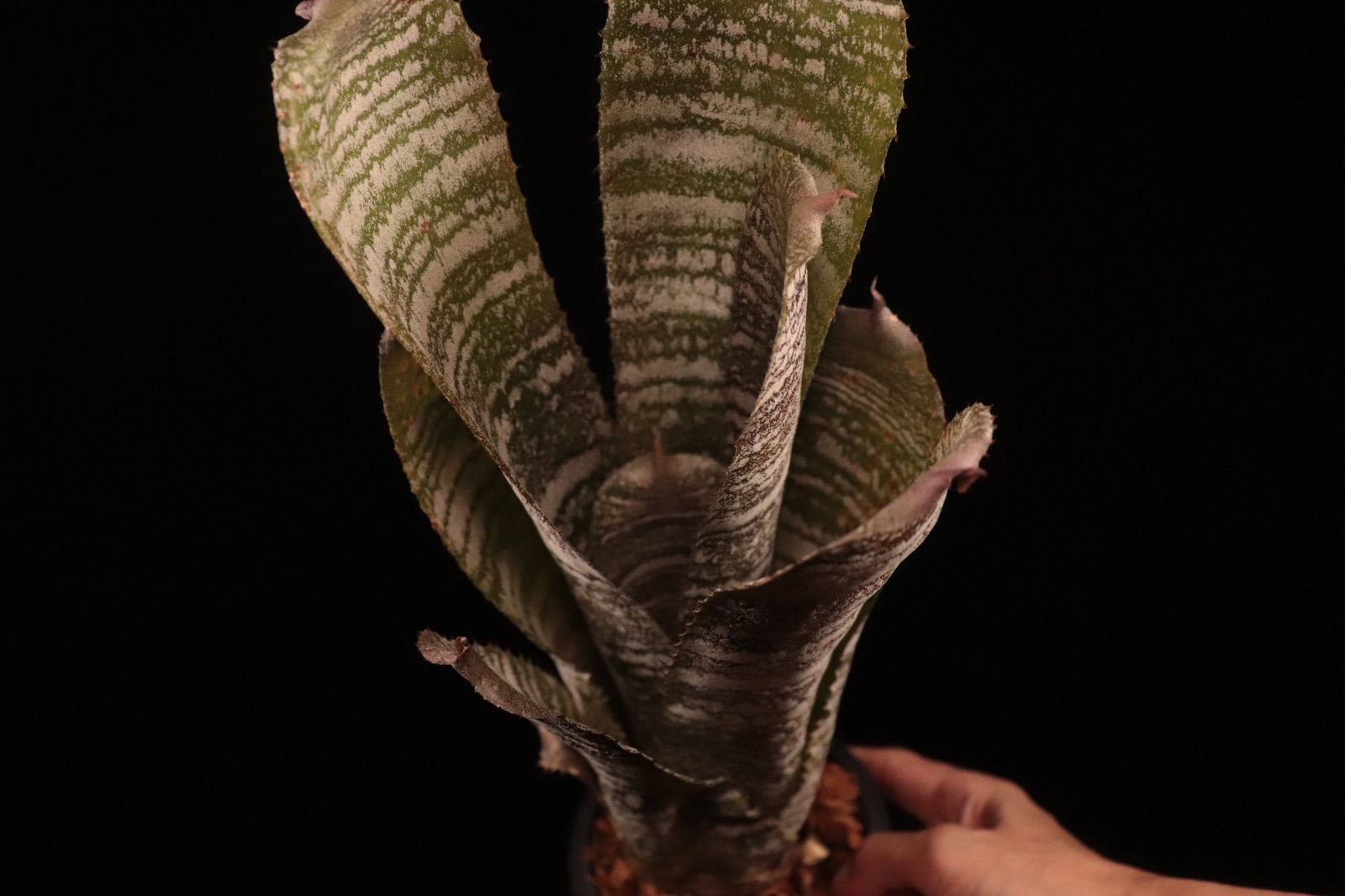 Hohenbergia correia-araujoi〔ホヘンベルギア〕H204 Hohenbergia_correia-araujoi_1.