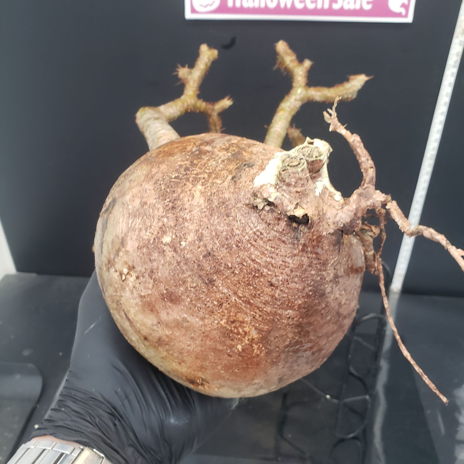 現地球　☆発根済み☆ 抜き苗発送　パキポディウムグラキリ Z447【最新到着】Pachypodium グラキリス（M）（現地球・抜き苗