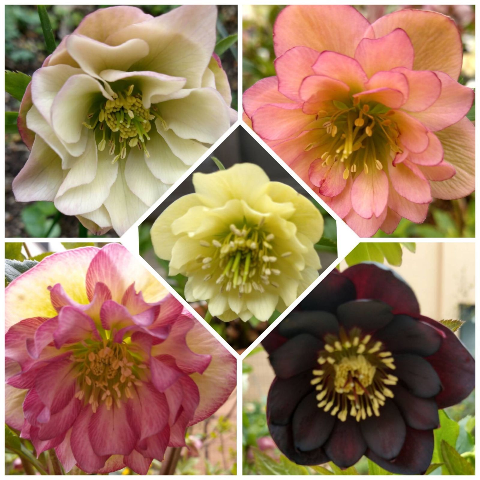 クリスマスローズ 苗 SDソレイユ×SDソレイユ（銅葉）