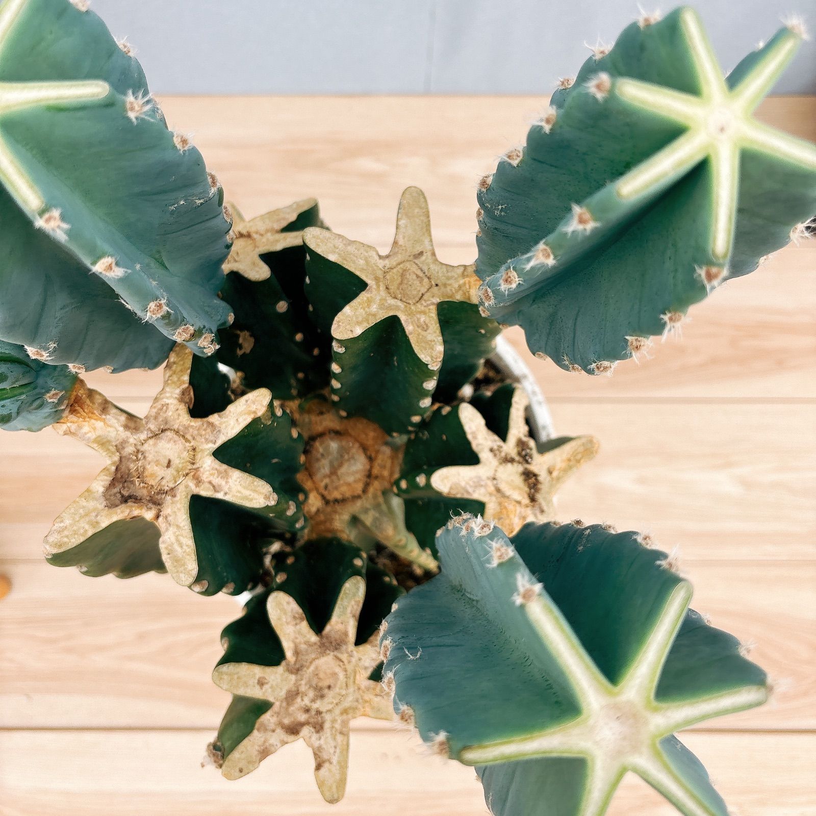 観葉植物