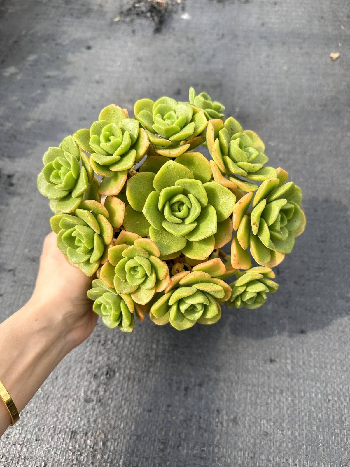 韓国小苗120個セット✨多肉植物 エケベリア 詰め合わせ 寄せ植え