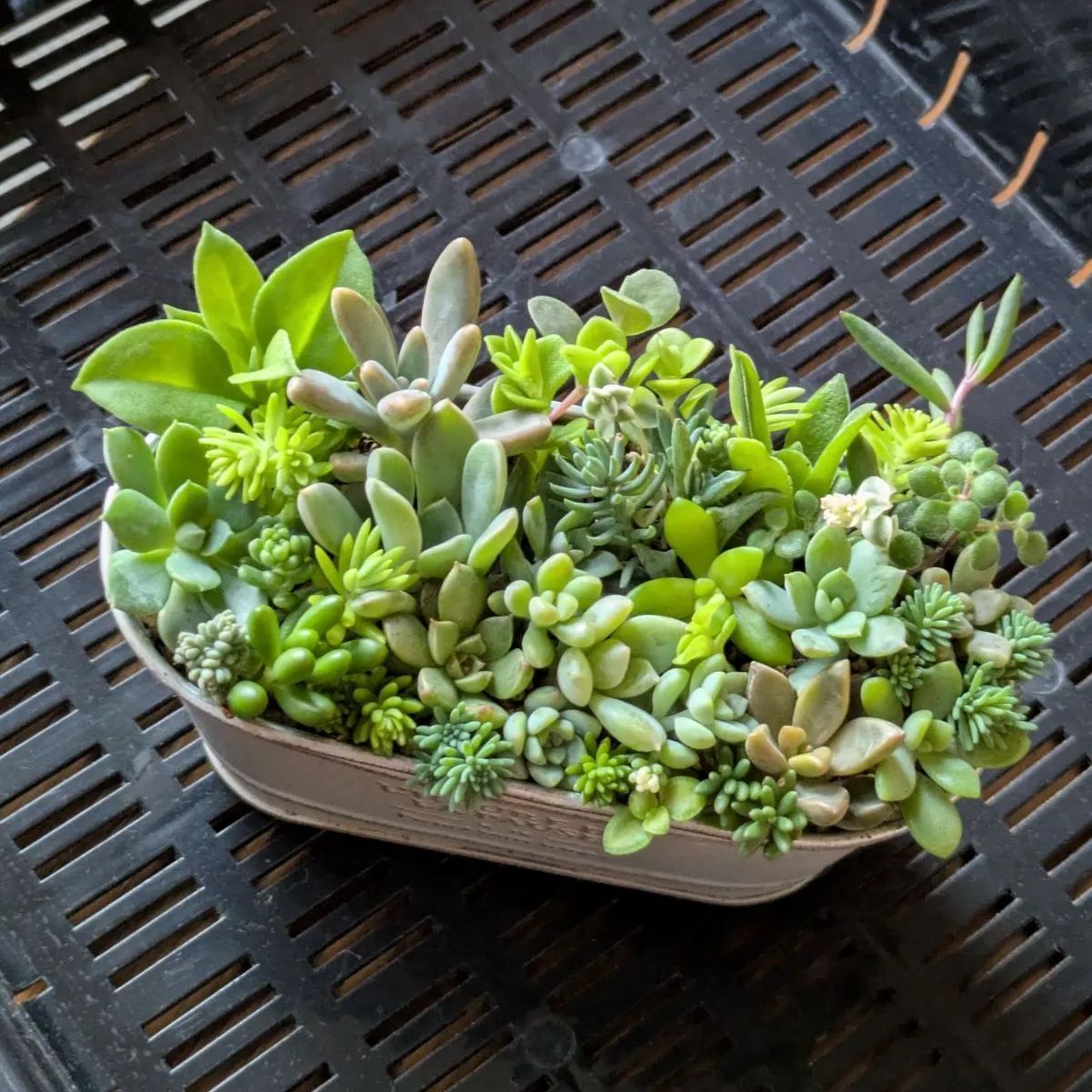 masa2311‼️ 多肉植物　カット苗　気まぐれセット masa2311様 専用‼️ 多肉植物 カット苗 気まぐれセット 【公式通販】