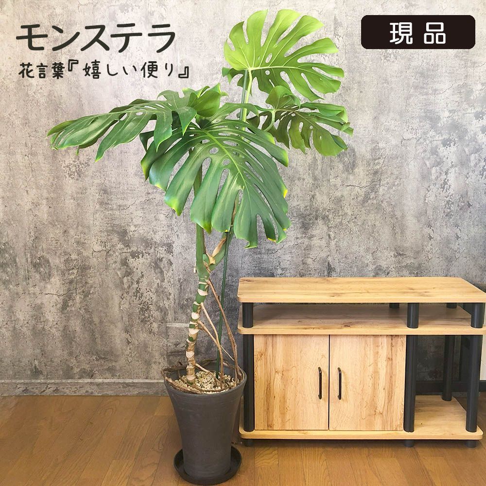 現品］90番 モンステラ デリシオーサ 8号 観葉植物 室内 大型 おしゃれ
