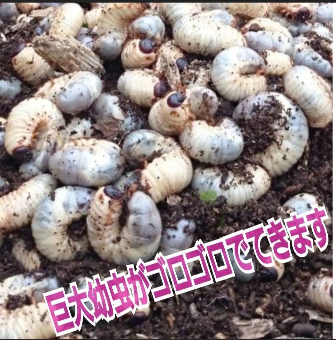 40gを超える国産カブ幼虫がゴロゴロでてきたオオヒラタケ菌床自然発酵カブトムシマット