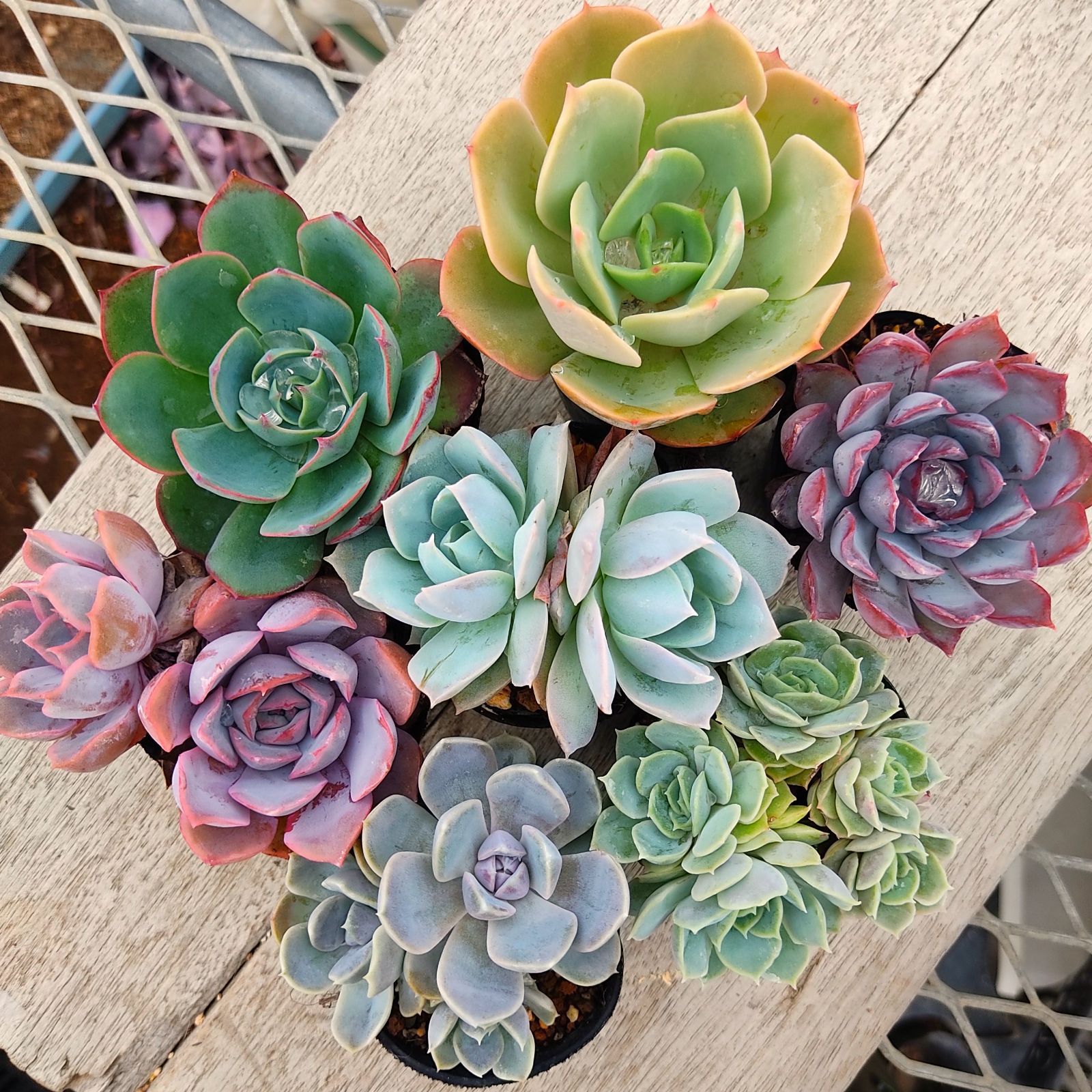 多肉植物セット（エケベリア・セダム）*3 多肉植物セット（エケベリア・セダム）*3 多肉植物セット（エケベリア