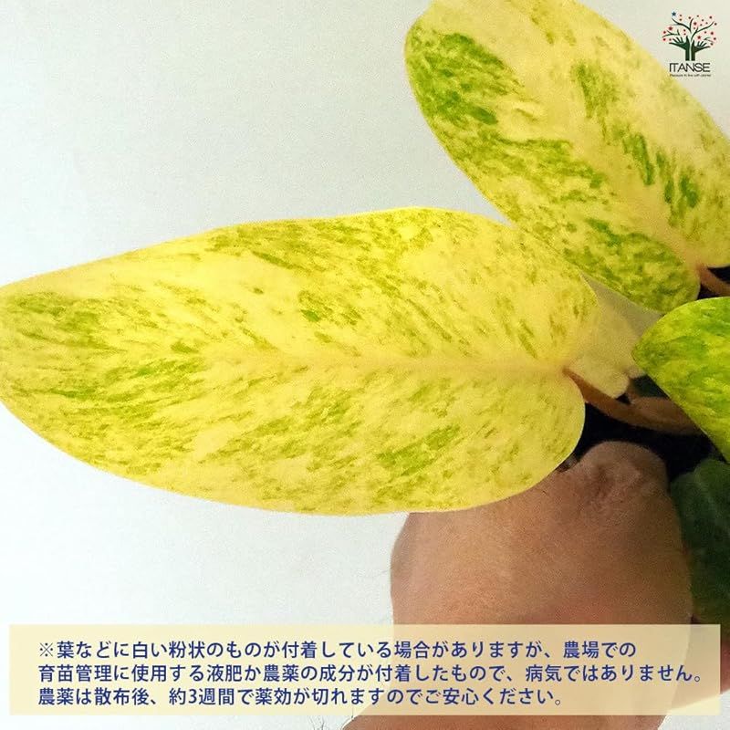 3個セット 品種で選べる観葉植物