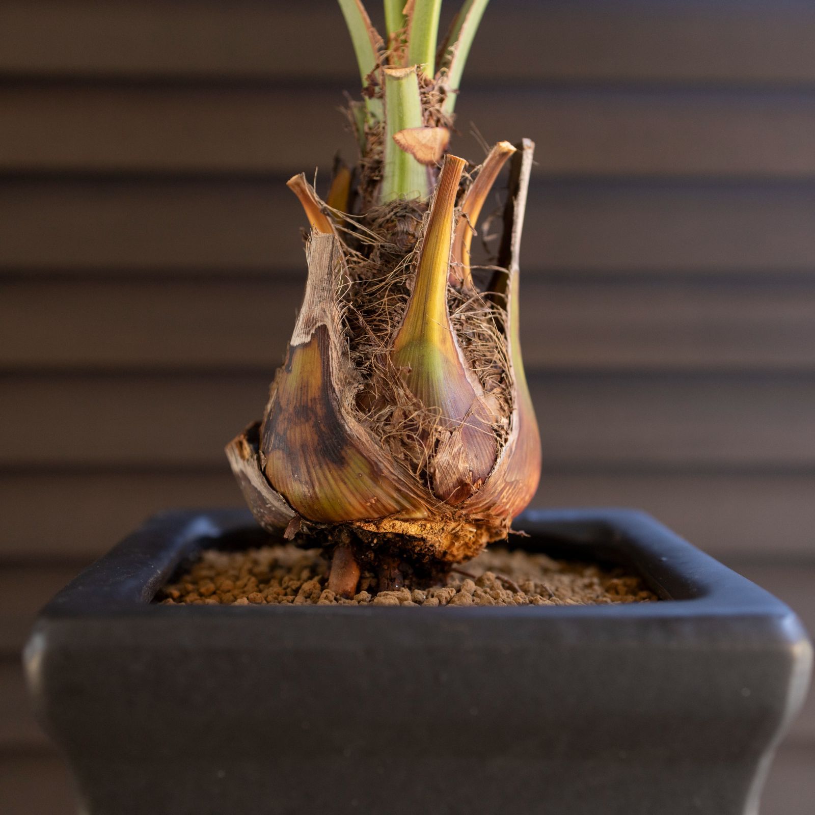 ココスヤシ ショートリーフ 根上り 陶器鉢 観葉植物 庭木 ドライ