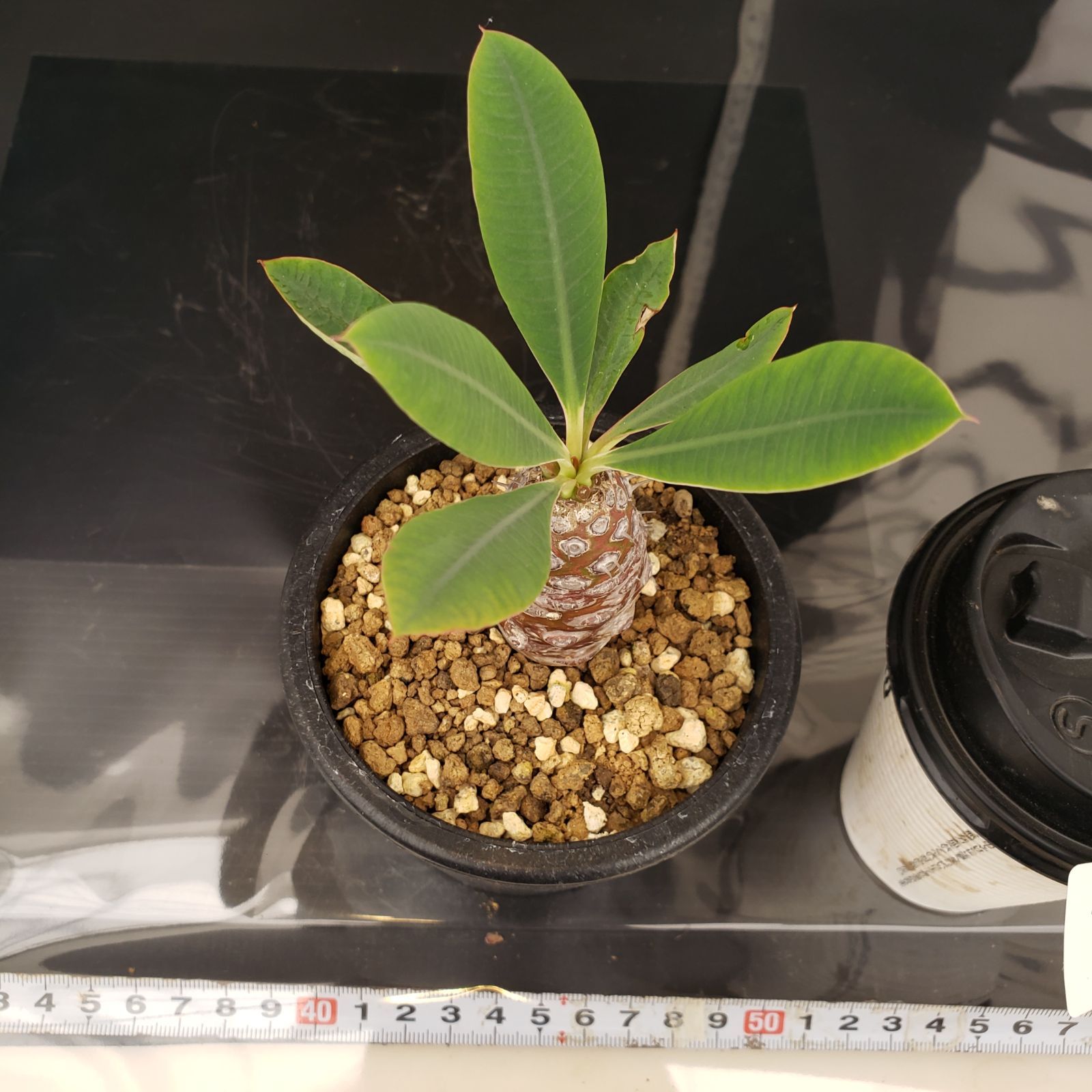 ユーフォルビア：パキポディオイデス 2.5号鉢植え*[塊根植物