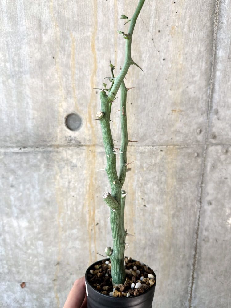 アデニア バリー 芽吹き有り アデニア バリー 芽吹き有り 現品限り】アデニア・バリー 挿し木