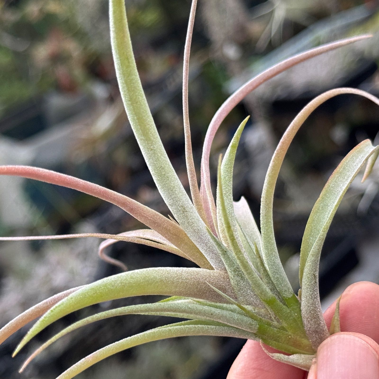 大＊ チランジア キセログラフィカ × ブラキカウロス Tillandsia